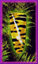 Tiger Gel Nail Art
